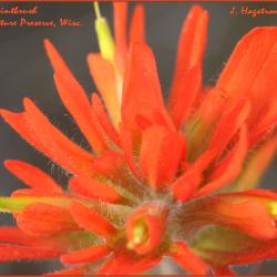 Castilleja coccinea (Indian paintbrush), flower