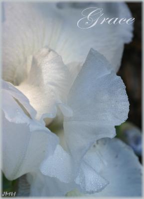 Extreme close-up view of a white iris