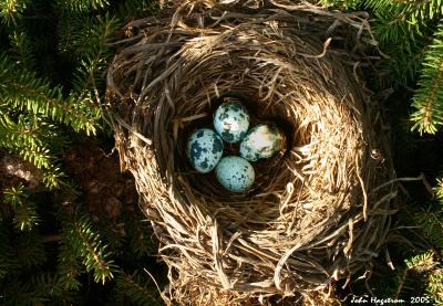 Bird's eggs in nest