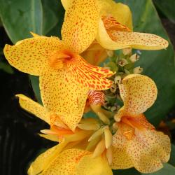 Canna 'Jamboree Yellow Spot' (Jamboree Yellow Spot canna lily), flower