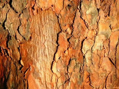 Close-up of tree bark, scaly