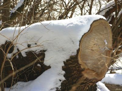 Snow-covered log