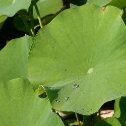 Nelumbo nucifera Gaertn. (sacred lotus), leaves, upper surface