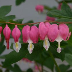 Dicentra spectabilis (L.) Lemaire (common bleeding heart), inflorescence, leaves 
