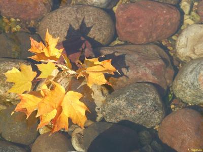 Maple leaves on rocks