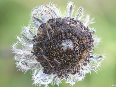 Seedhead, close-up view