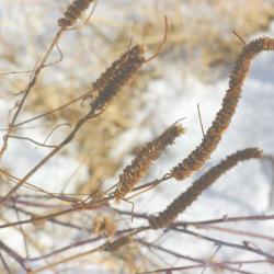 Grass spikes, winter, close-up