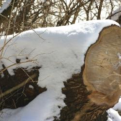 Snow-covered log