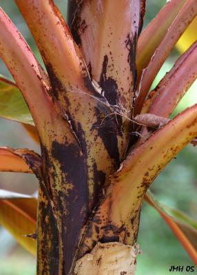 Banana plant pseudostem, leaf sheaths