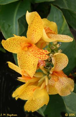 Canna 'Jamboree Yellow Spot' (Jamboree Yellow Spot canna lily), flower