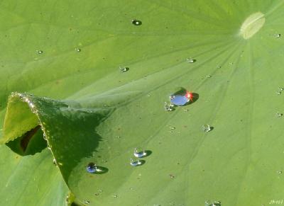 Nelumbo nucifera Gaertn. (sacred lotus), leaf, close-up view