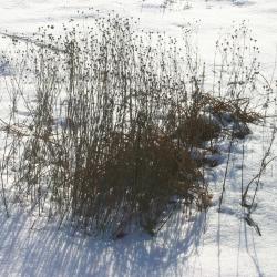Grasses in snow, winter
