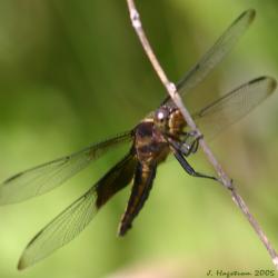 Dragonfly perched on stem