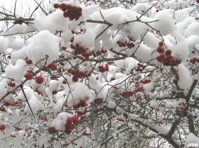 Malus Mill. (crabapple), fruit, branches, winter