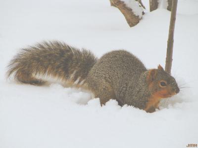 Sciurus carolinensis (Eastern gray squirrel) in snow