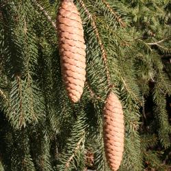 Picea A. Dietr. (spruce), cones