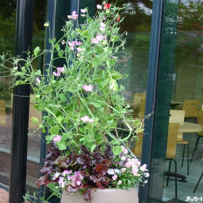 Plant Container 023