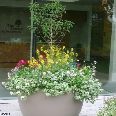 Plant Container 037