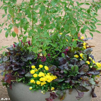 Plant Container 021