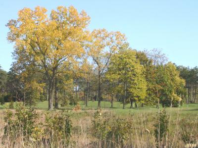 Fall color in Midwest Collection