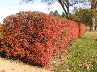Euonymus alatus (Thunb.) Sieb. (burning bush), habit, autumn