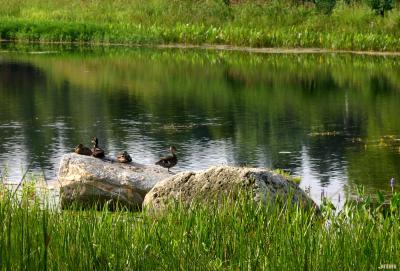 Ducks on boulder at Meadow Lake