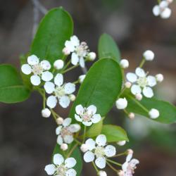 Small white flowers, rounded petals