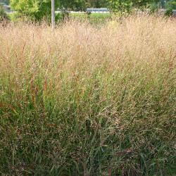 Unknown grasses