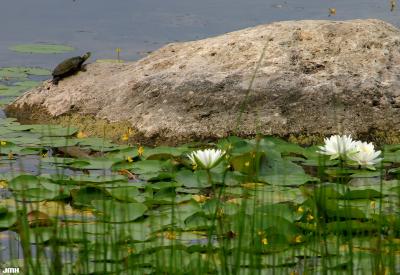 Water lilies and turtle at Meadow Lake