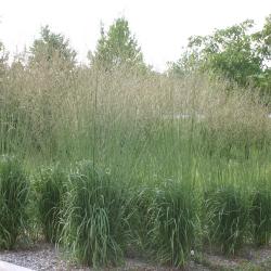 Tufts of tall, green grasses