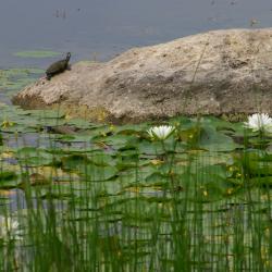 Water lilies and turtle at Meadow Lake