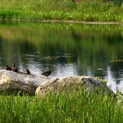 Ducks on boulder at Meadow Lake