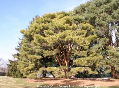 Pinus densiflora ‘Umbraculifera’ (Tanyosho pine), habit