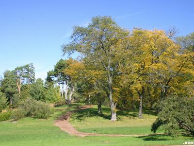 Locust Trees in Diversity Collection