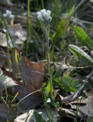 Antennaria neglecta (Cat's Foot), habit, spring