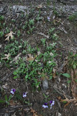 Antennaria parlinii subsp. fallax (Cat's Foot), habitat, habit, spring