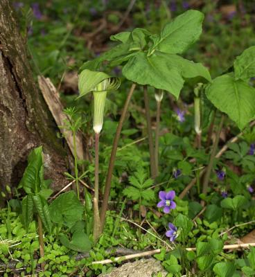 Arisaema triphyllum (Jack-in-the-pulpit), habitat, habit, spring, flower, full