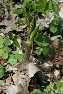 Arisaema triphyllum (Jack-in-the-pulpit), habit, leaf, spring