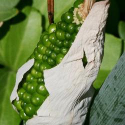 Arisaema dracontium (Green Dragon), fruit, immature