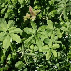 Arisaema dracontium (Green Dragon), habit, leaf, spring