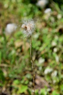 Antennaria parlinii subsp. fallax (Cat's Foot), infructescence