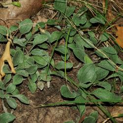 Antennaria parlinii subsp. fallax (Cat's Foot), leaf, summer