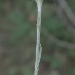 Antennaria parlinii subsp. fallax (Cat's Foot), bark, stem