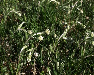 Antennaria parlinii subsp. fallax (Cat's Foot), habit, spring