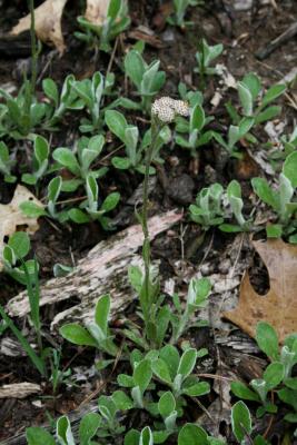 Antenneria parlinii subsp. fallax (Cat's Foot), habit, spring