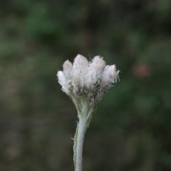 Antennaria parlinii subsp. fallax (Cat's Foot), inflorescence