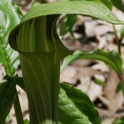 Arisaema triphyllum (Jack-in-the-pulpit), flower, side