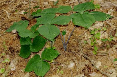 Arisaema triphyllum (Jack-in-the-pulpit), habit, summer