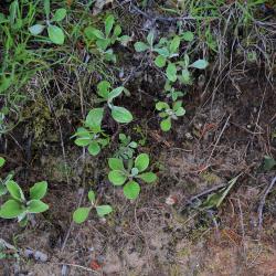 Antennaria parlinii subsp. fallax (Cat's Foot), habitat, habit, summer