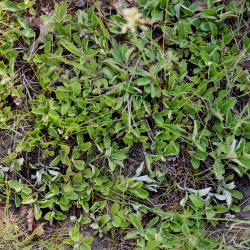 Antennaria parlinii subsp. fallax (Cat's Foot), habit, summer